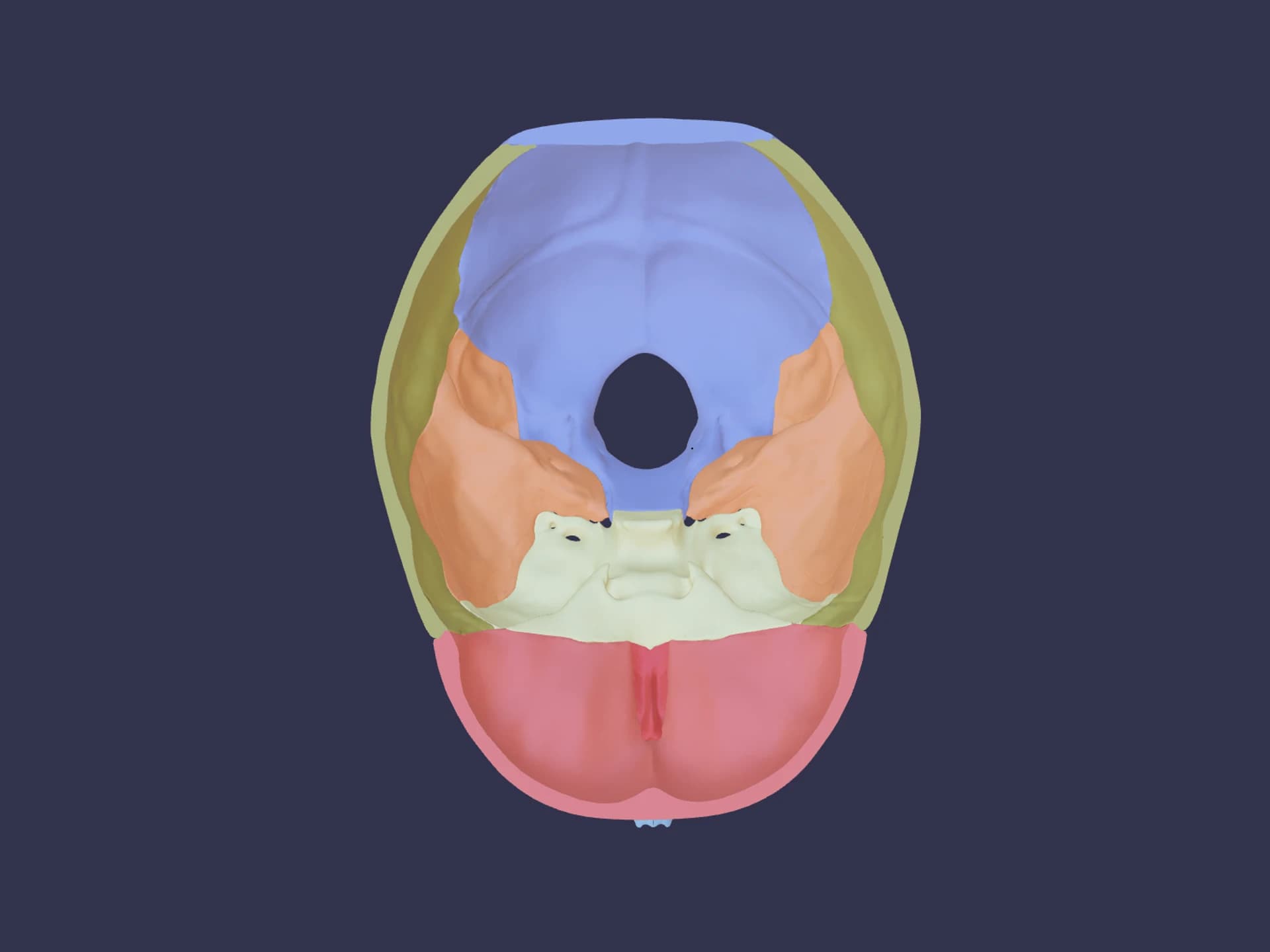 Coloured Skull Base Human Anatomy 3D Model