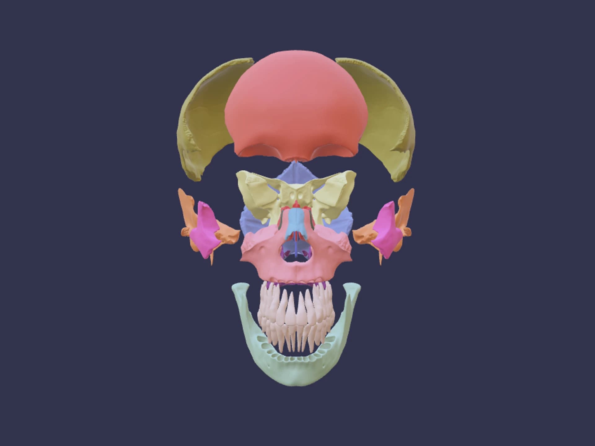 Exploded View Skull Human Anatomy 3D Model