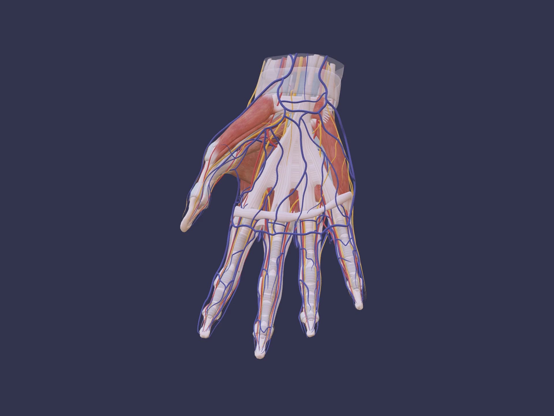 Hand Human Anatomy 3D Model