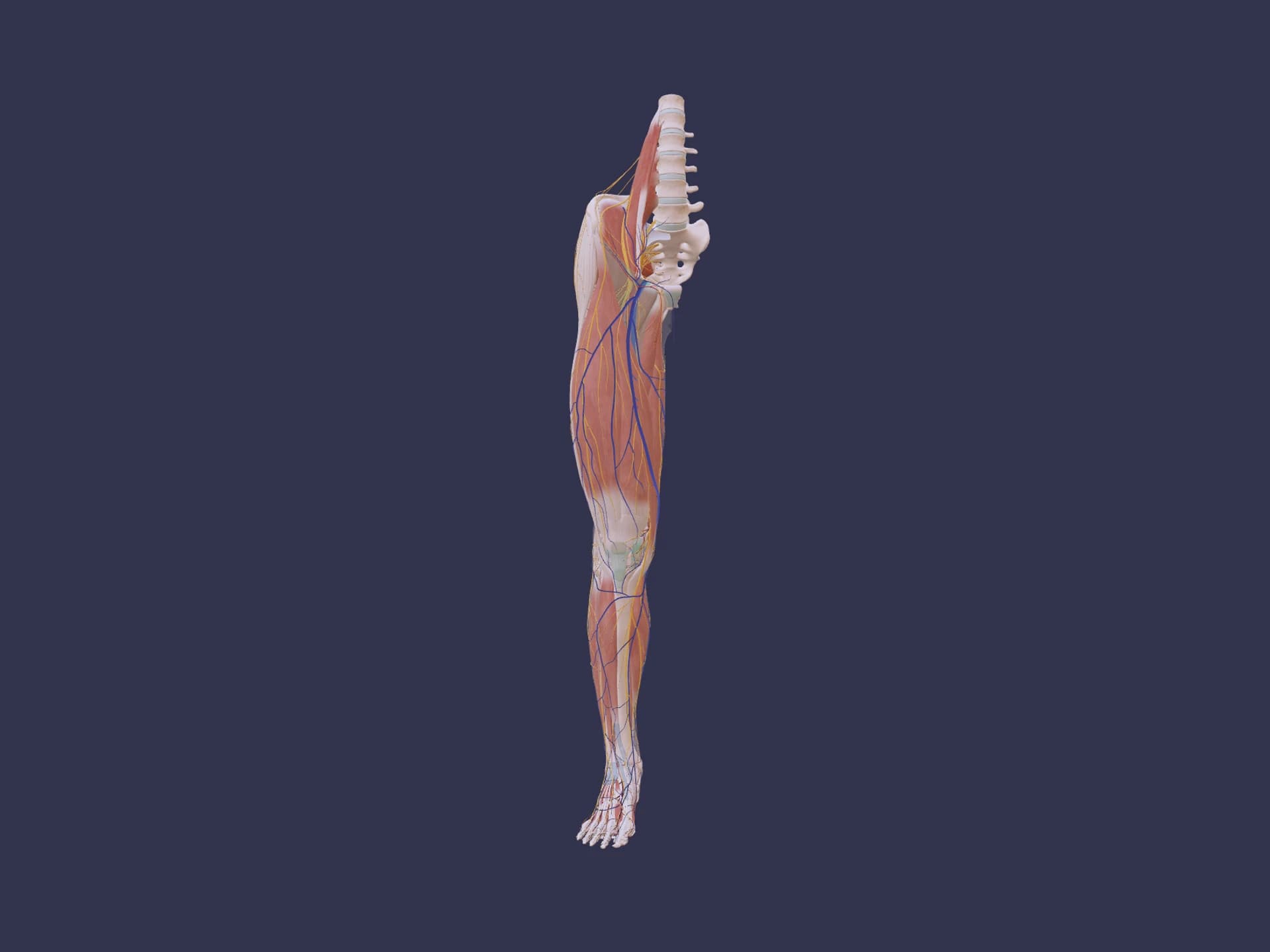Lower Limb Human Anatomy 3D Model