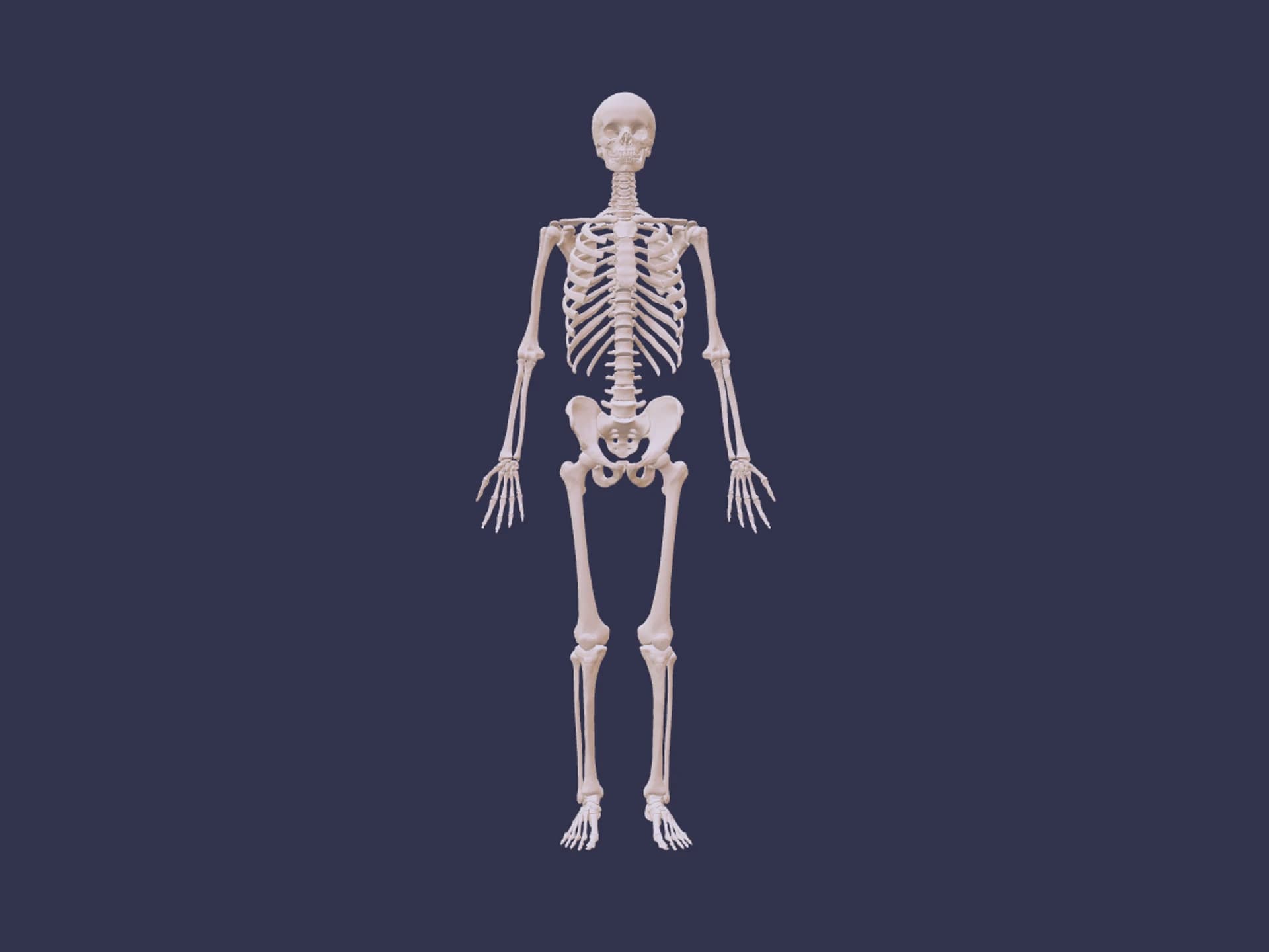 Skeleton Human Anatomy 3D Model