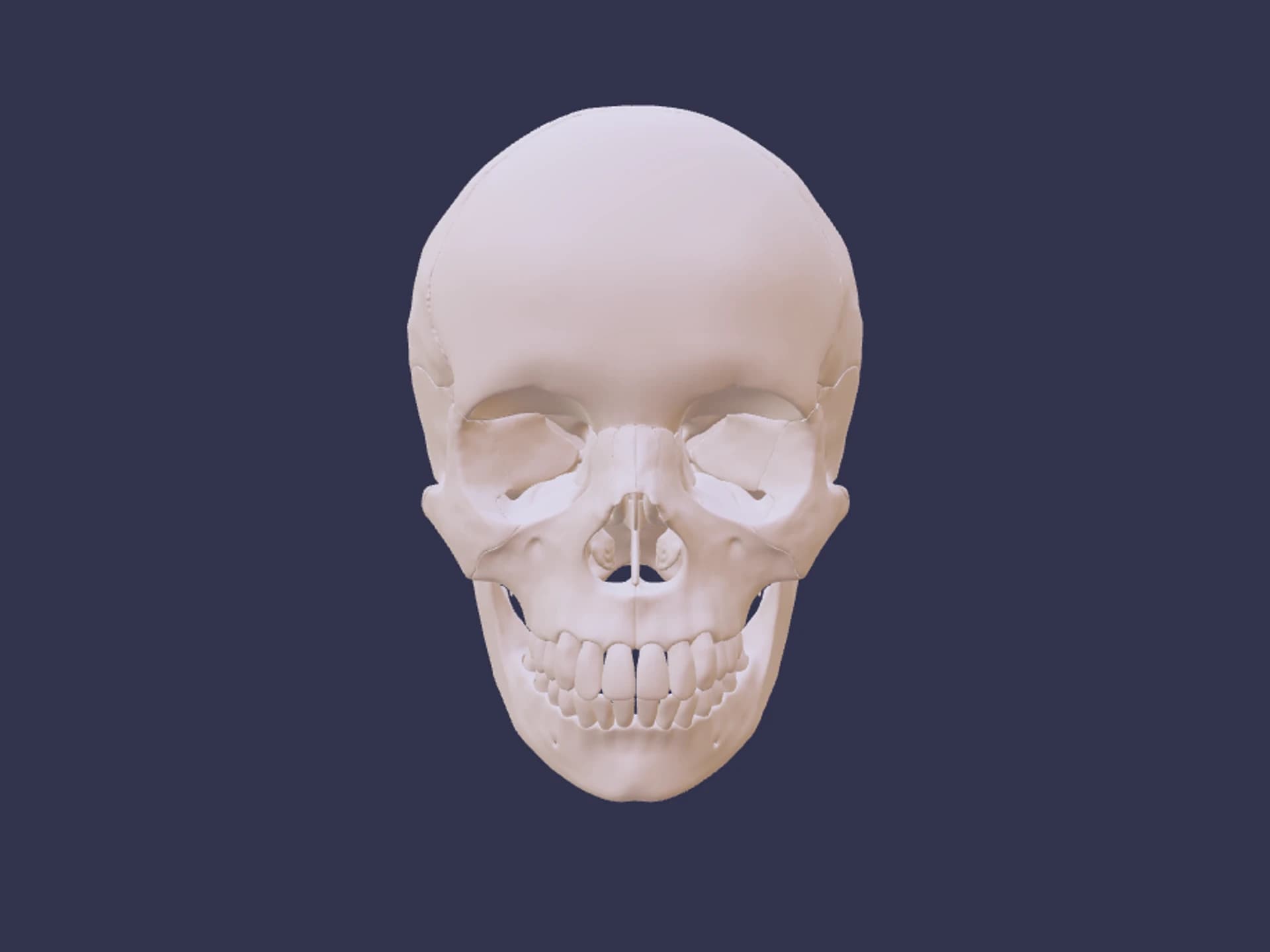 Skull Human Anatomy 3D Model