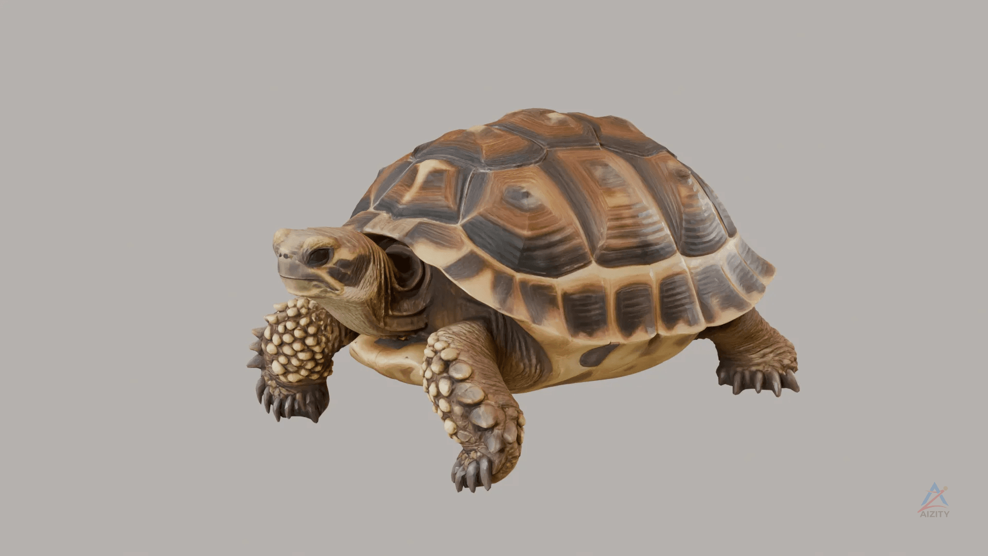 Tortoise Realistic 3D Model
