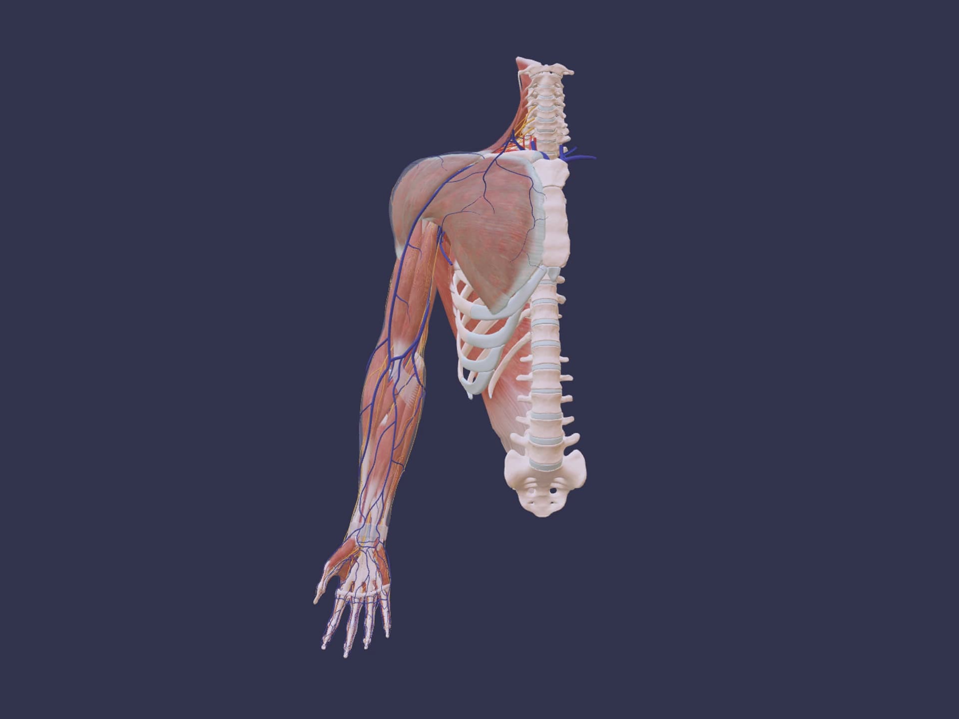 Upper Limb Human Anatomy 3D Model