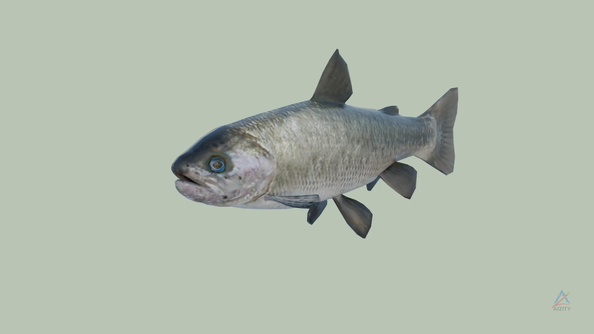 Trout Fish – 3D Model